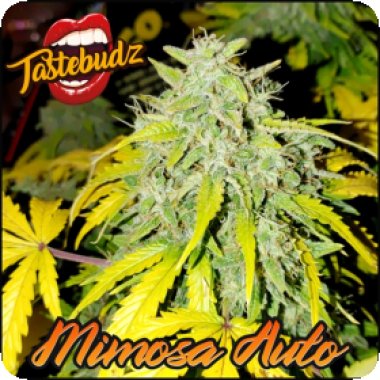 Mimosa Auto Feminised